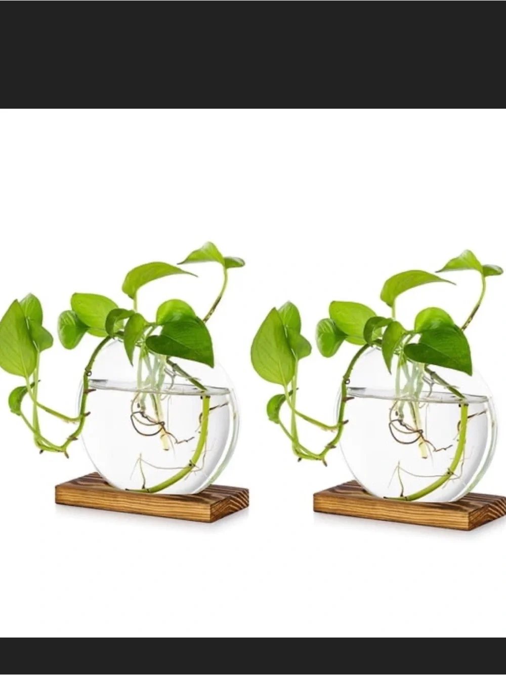 Plant Propagation Clear Glass Vases with Wood Base - Set of 2